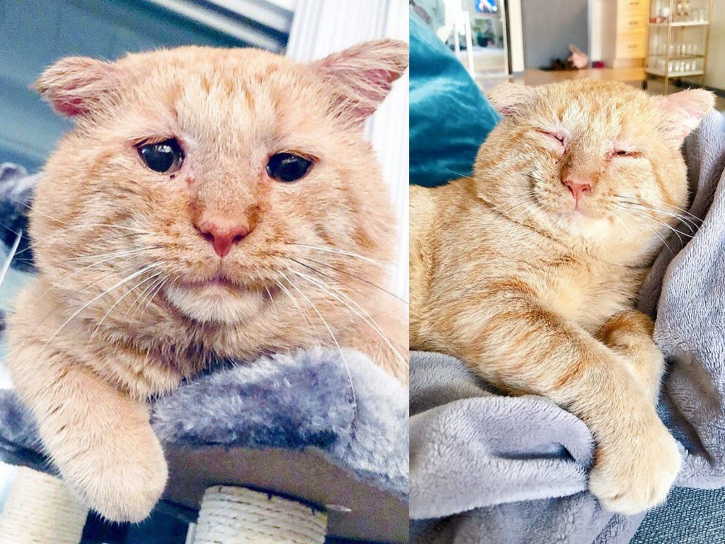 布魯斯第一次見到桑德拉時，就是用這樣哀傷的眼神看著她，讓人瞬間整顆心都融化啦～(圖/IG@mrwillisthecat) 