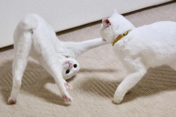 明明能當網美卻被主人醜化　兩隻白貓的另類日常超爆笑！