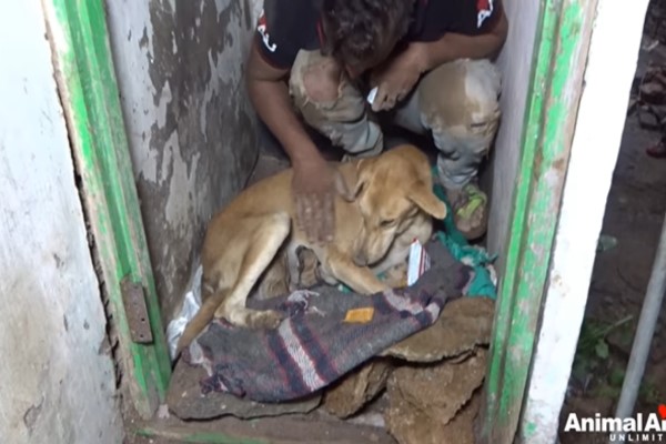 母狗嗚咽求人類救幼犬 不停挖掘倒塌殘骸過程令人動容!