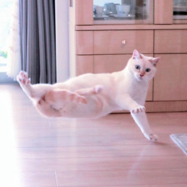 日本米白貓天生熱舞魂　變化多端的超猛舞姿萌殺上萬人！