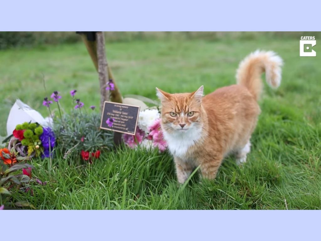 沒有人清楚帕迪怎麼知道的，但是每當葬禮舉行時，牠就會默默出現在現場。(圖/Youtube@Caters Clips) 