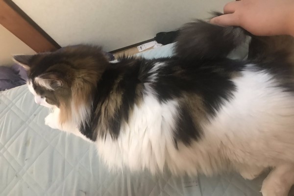 網友炫耀秋季新款「貓咪提包」　四項缺點卻被網友讚爆！