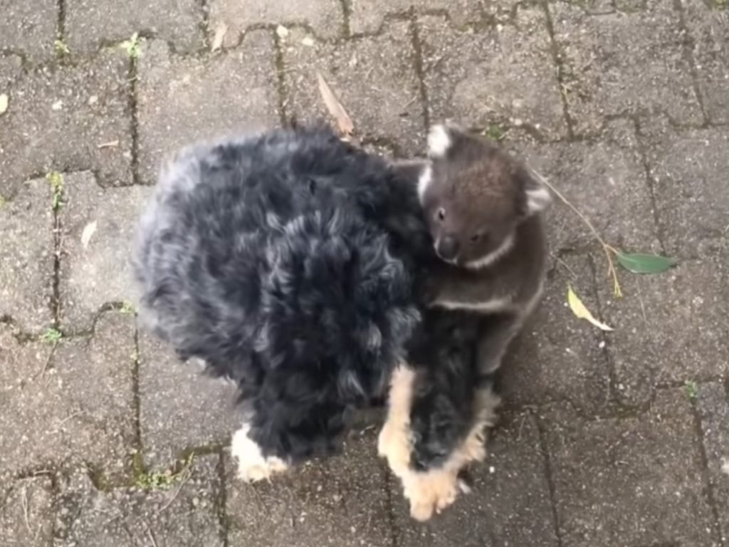 雪納瑞狗狗意外被無尾熊寶寶纏上（圖／翻攝自Youtube@7 News Australia）