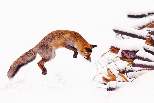 荷蘭攝影師愛拍野生狐狸　雪地系列根本就是童話仙境！