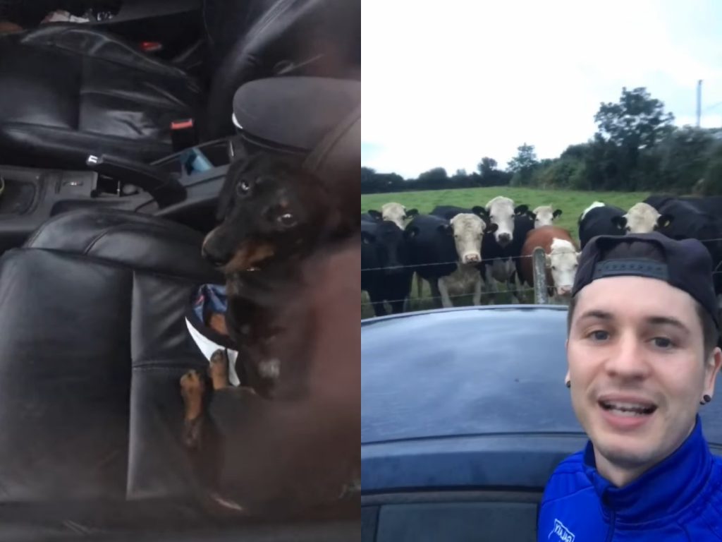 攜家帶眷的牛牛：哈哈哈！你看那個人類！把自己鎖在門外耶！好好笑哦哈哈哈！(圖/Facebook@Tadhg Fleming) 