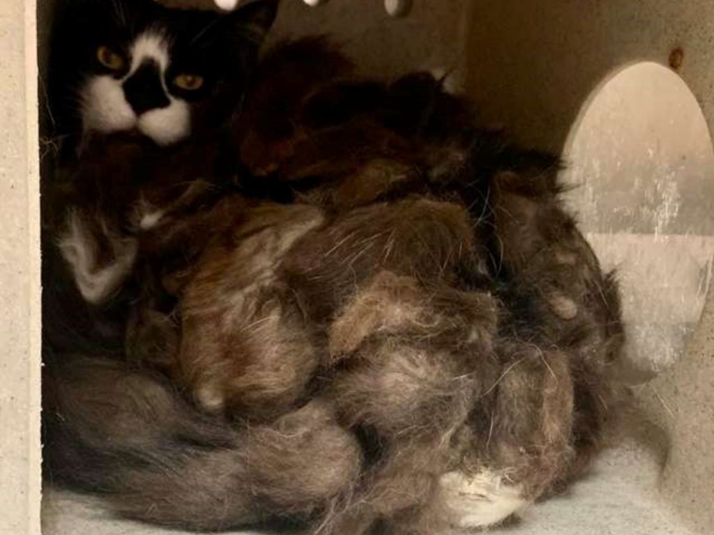 這隻黑白貓被命名為Doorknob，以前應該有人飼養，曾做過去爪手術。(圖/ACCT Philly) 