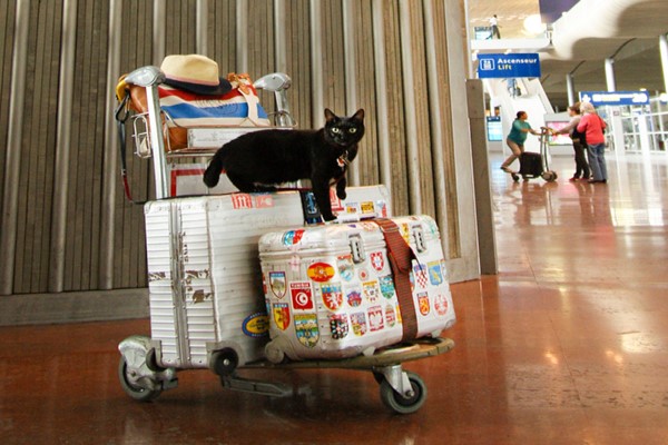 日本喵星人愛旅行　18歲黑貓玩遍37國堪稱旅遊大玩家