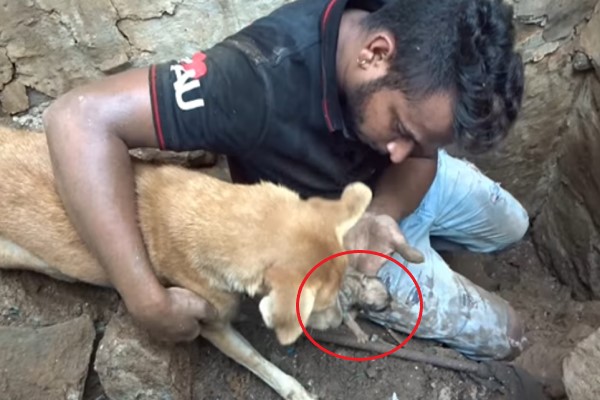 母狗嗚咽求人類救幼犬 不停挖掘倒塌殘骸過程令人動容!