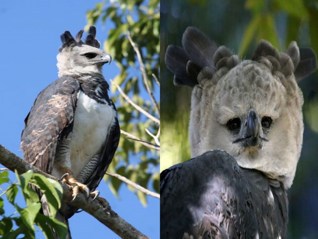 哈比鷹的巨大身型與有點呆呆的臉蛋形成強烈反差萌！（圖／The Peregrine Fund、boredpanda）