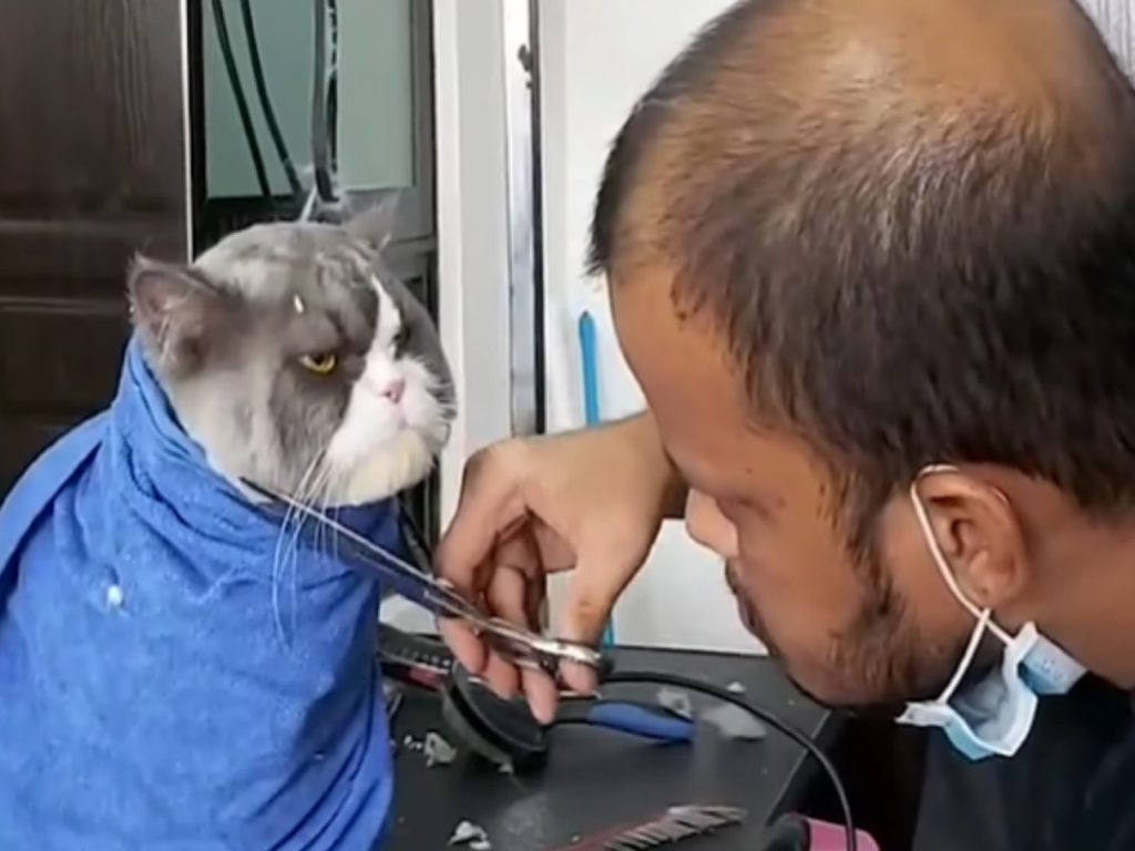 貓咪Pumpkin日前被奴才帶去美容院剪毛（圖／翻攝自YT@Viral Press）