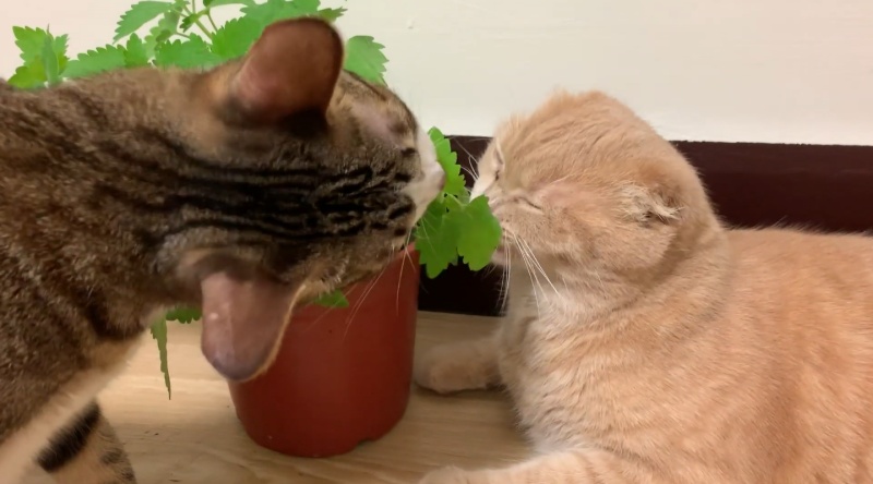 貓與香菜／貓咪都好愛　原來貓薄荷有這麼多好處！