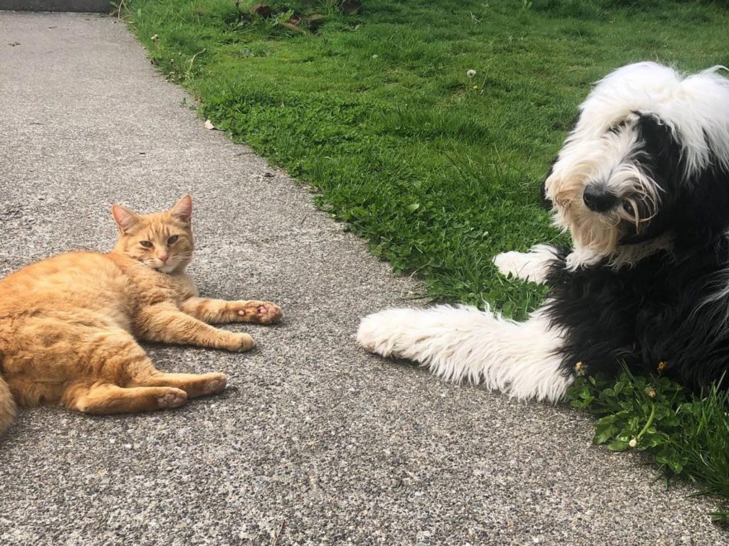 遛個狗被鄰居橘貓纏上，於是開始了克里克特和哞的不解之緣。(圖/IG@cricket.and.mo) 