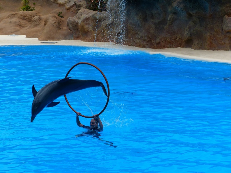 不賣了！不忍鯨豚遭圈養受苦　知名旅遊平台宣布停售海洋世界門票！