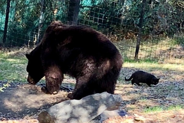 叫我黑澀會！貓咪闖入黑熊園區　意外組成超萌跨種族好友