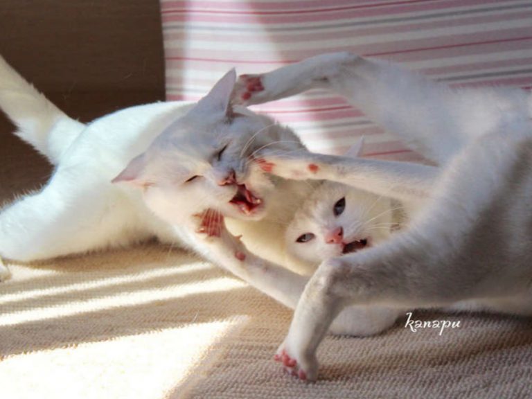 明明是美美的白貓，卻被鏟屎官拍下醜貓的一瞬間！（圖／IG＠kanapu10）