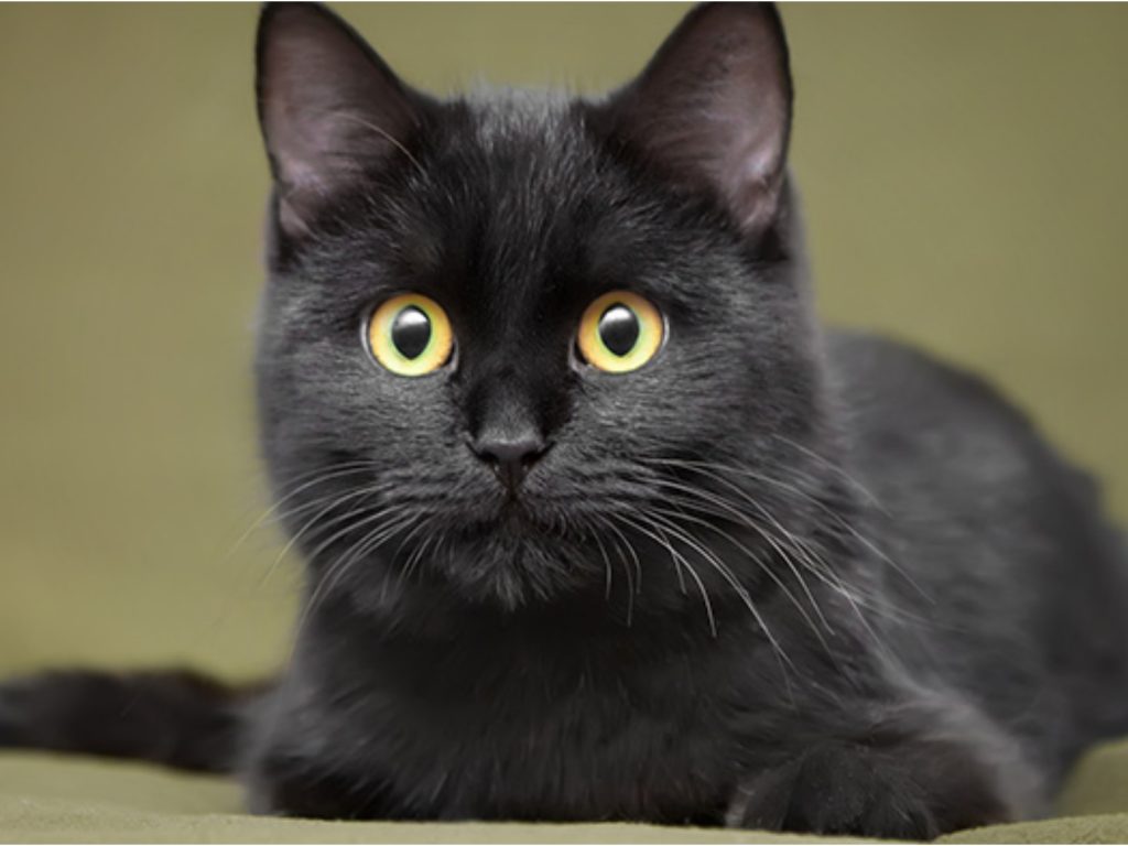 10月27日是國際黑貓日（圖／PetSide）