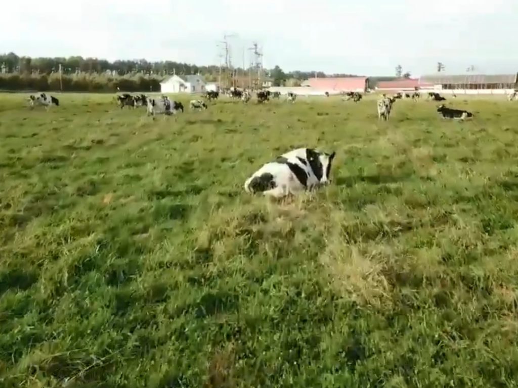 牛牛看見無人機紛紛起身，準備回家擠奶～ (圖/Twitter@shin_chang_1024) 