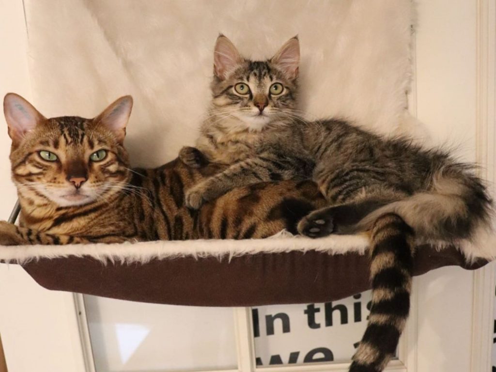 丹麥網紅貓咪Gilbert外出散步時竟然撿了一隻小貓回家！（圖／IG@missenell）