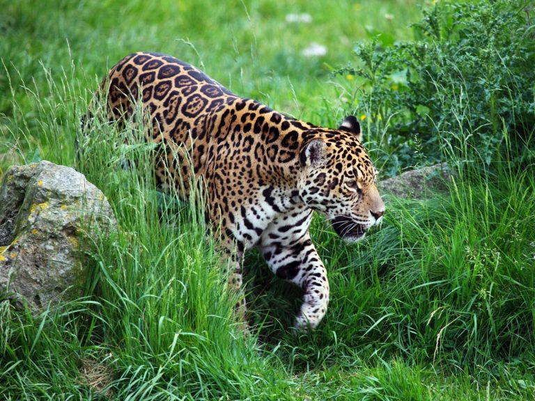 美洲豹是美洲最大的貓科動物，也是當地現存唯一一種豹屬動物，然而牠們面臨棲地的喪失與破碎化。