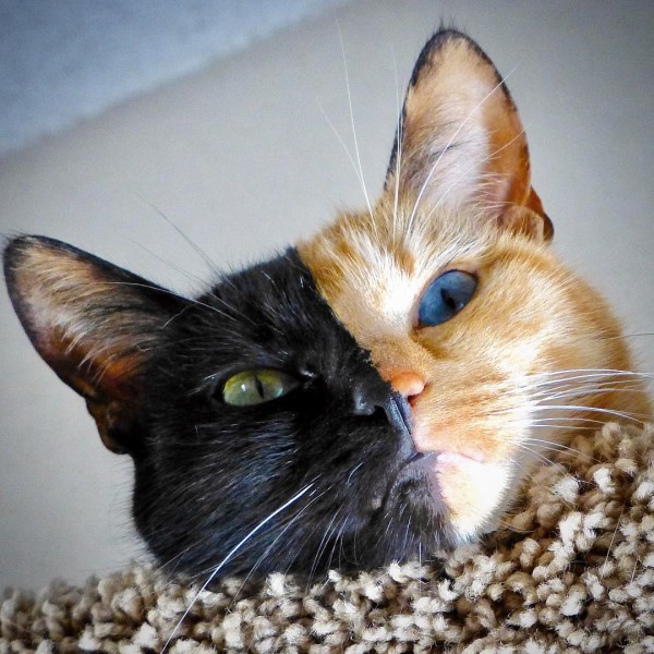貓版黑黃郎君擁有異色瞳加雙色臉　網：印到一半沒墨水？