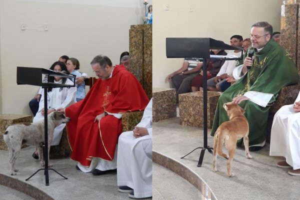 巴西牧師帶流浪狗上教堂做彌撒　傳遞正能量也幫牠們找新家