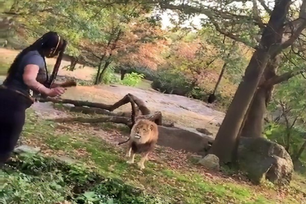 不可取！女子爬進動物園柵欄大膽向獅子挑釁　網怒：愚蠢！