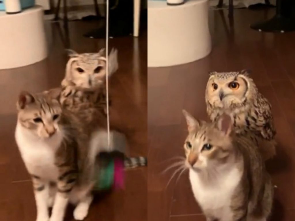 貓頭鷹和白貓表情神複製，連看逗貓棒的角度都一模一樣！ (圖/IG@miyako0004) 