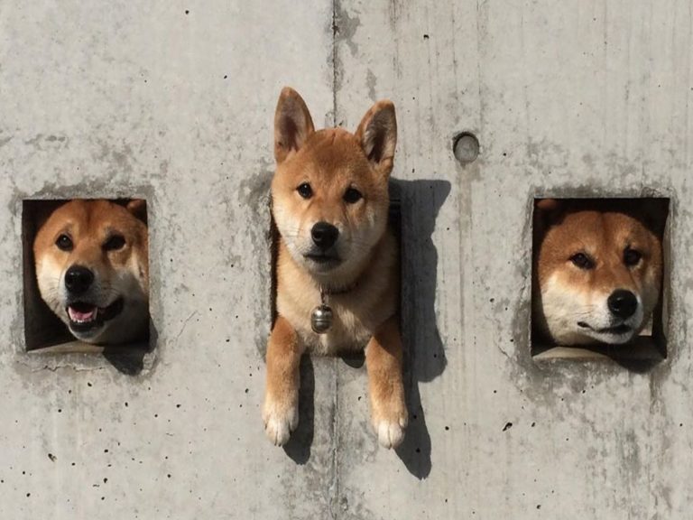 民宅牆上露出的三顆柴犬頭意外成為狗奴的朝聖景點（圖／IG＠kanapu10）