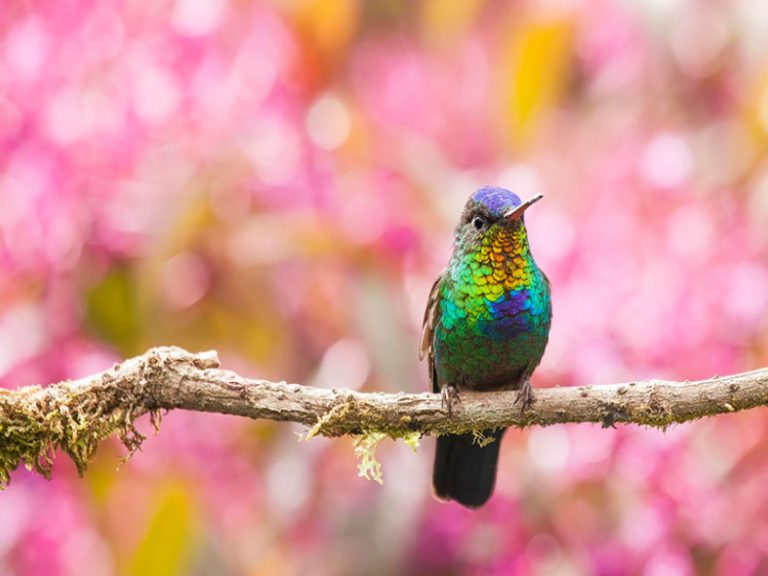 火喉蜂鳥平均體型不到10公分，但擁有亮麗羽毛贏得許多愛鳥人士的喜愛（圖／Álvaro Cubero Vega）