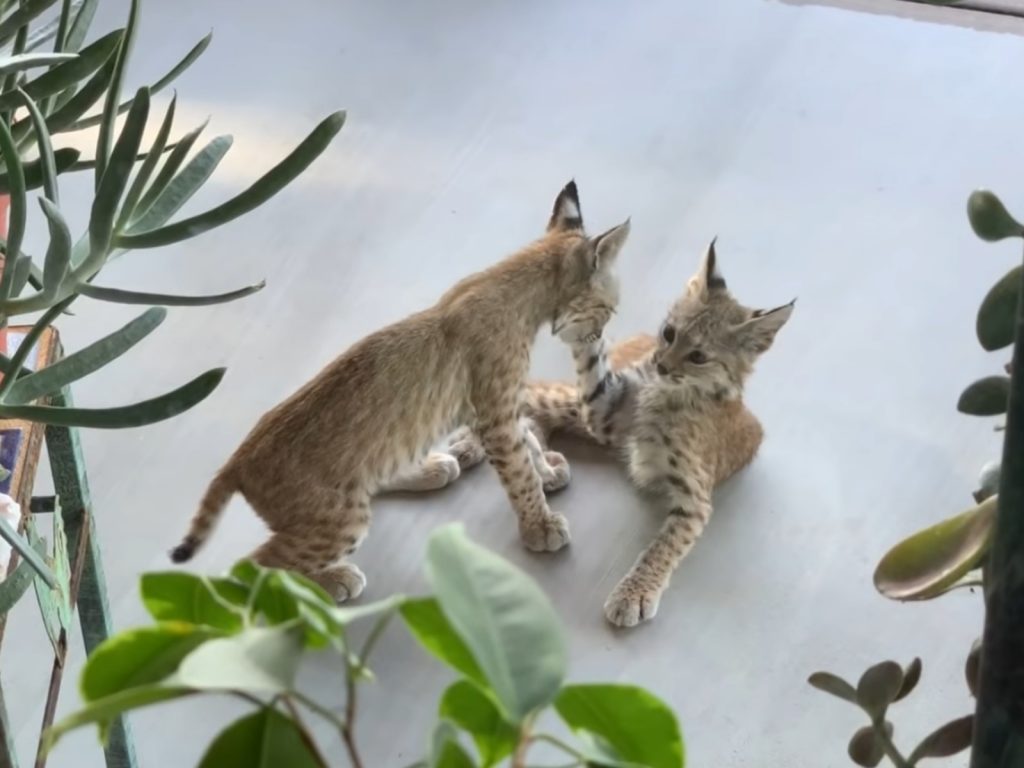 欸欸我們來玩！ (圖/Youtube@ViralHog) 