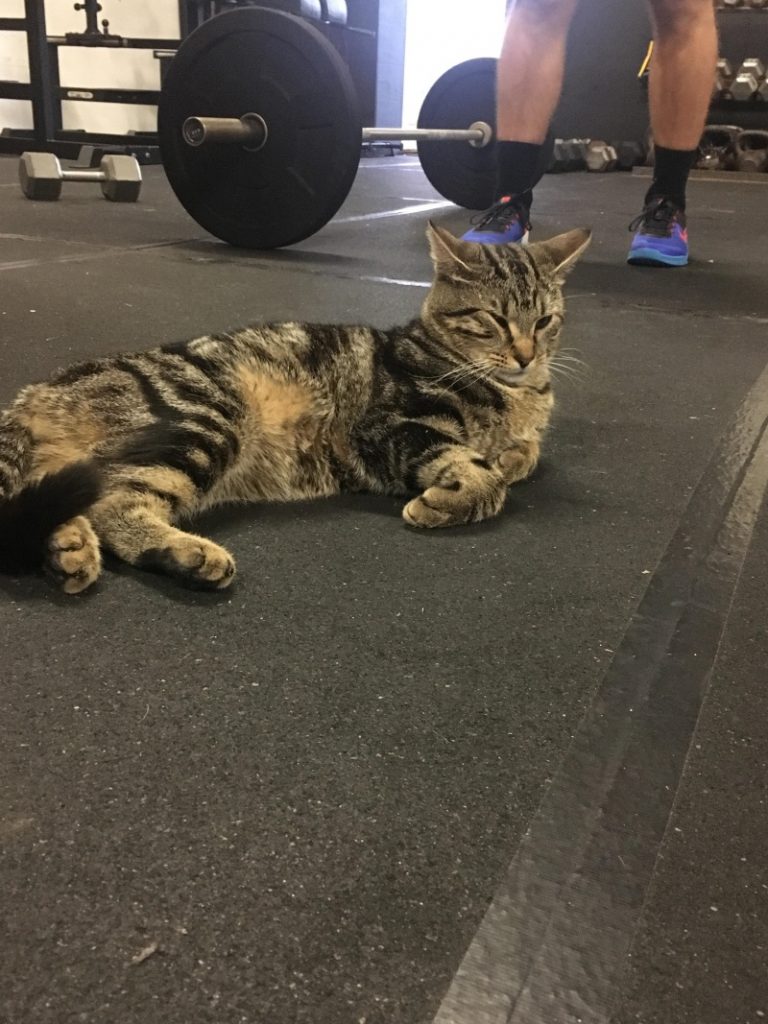 傲嬌虎斑貓自主進駐健身房　當起貓教練為大家加油打氣！