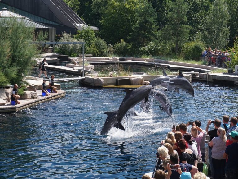 不賣了！不忍鯨豚遭圈養受苦　知名旅遊平台宣布停售海洋世界門票！
