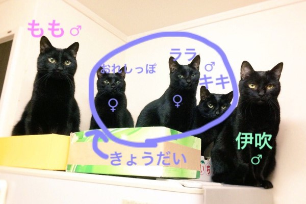 這不是複製貼上！5隻黑貓愛搞小團體　攔路搶罐搶魚乾