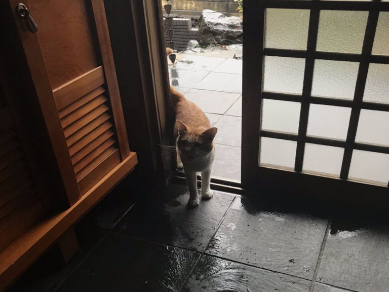 一隻橘白浪貓現在日本推主家門口，想要暫時進門躲雨（圖／twitter@ @sousaicirno）