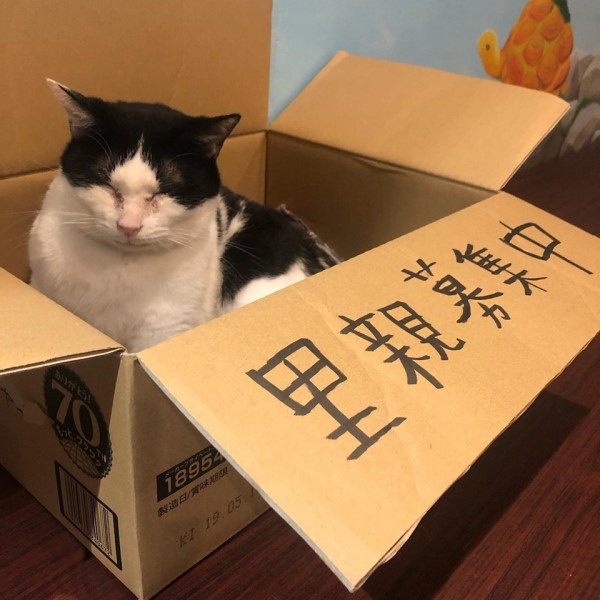 到大阪「貓浴場」泡貓湯　吸貓舒壓還能帶喜愛的主子回家？