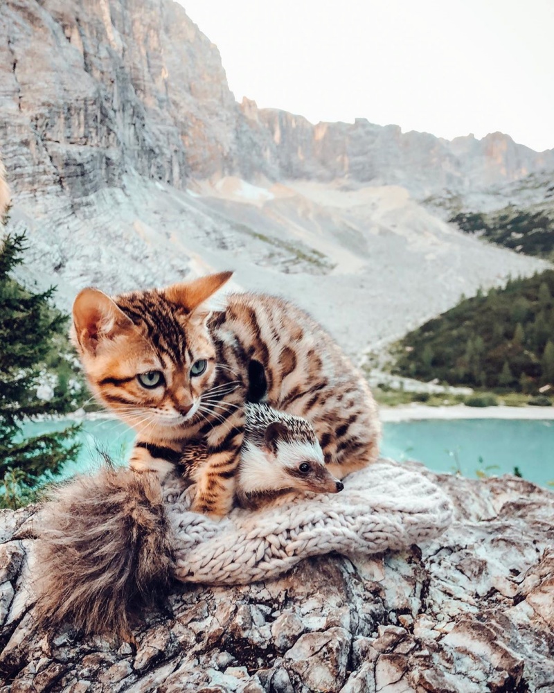 愛笑小刺蝟和貓咪最愛一起探險　為百萬網友帶來超療癒的毛毛溫暖！