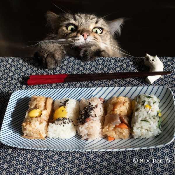 日本貪吃貓一見食物眼神超有戲　網笑翻：吃貨中的吃貨！