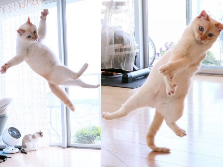 日本奶油貓天生熱舞魂　變化多端的超猛舞姿萌殺上萬人！
