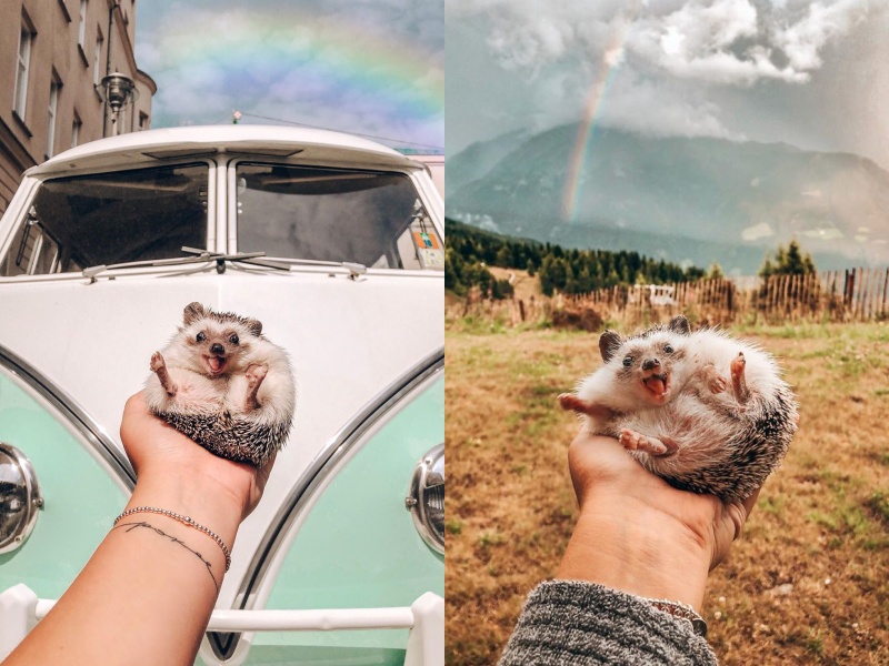 愛笑小刺蝟和貓咪最愛一起探險　為百萬網友帶來超療癒的毛毛溫暖！