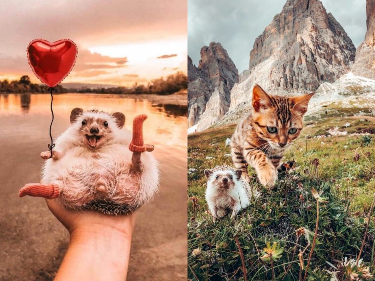 愛笑小刺蝟和貓咪最愛一起探險　超療癒夢幻照征服百萬網友！
