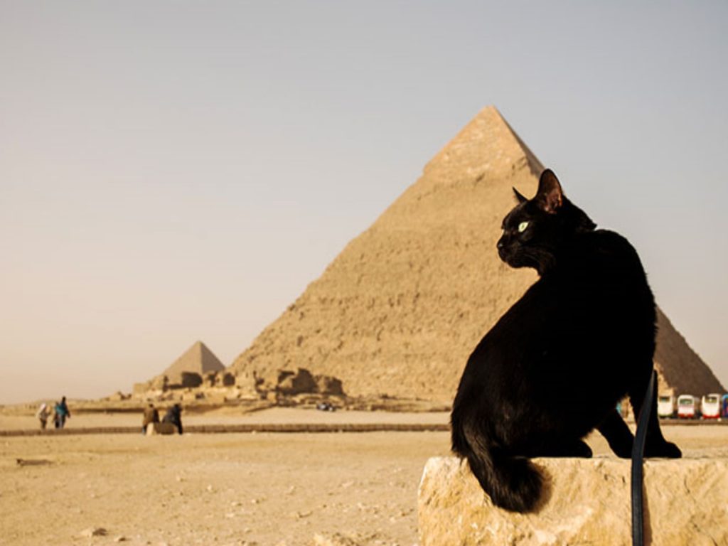 黑貓Noro最愛與主人四處旅行（圖／IG@norojourney）