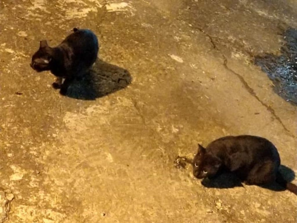 YiFen Tan表示：「小黑貓一路上走走停停，沿路店家都還問我，怎麼是黑的，不是黃的嗎？」(圖/網友YiFen Tan提供) 