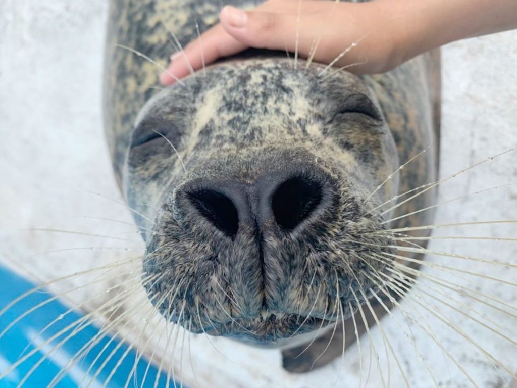 海豹是一種充滿喜感又高智商的海洋動物（圖／IG@newyashimaaquarium）