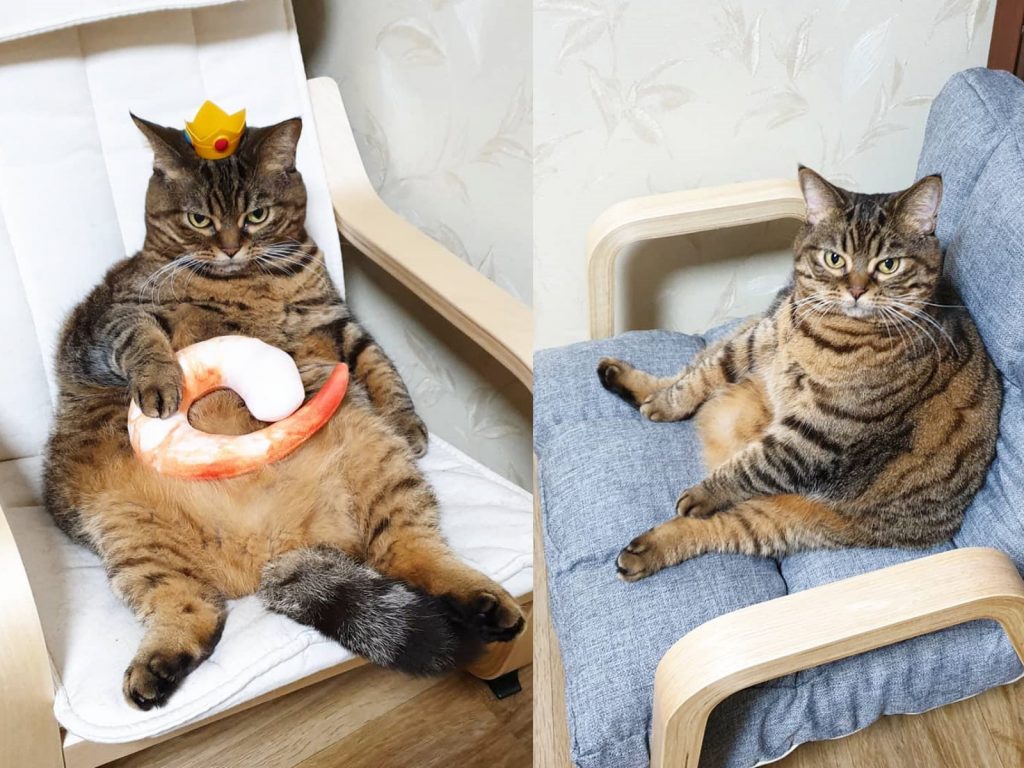 Manggo經常窩在沙發上擺出一副厭世的模樣（圖／twitter@bo_mang_co）