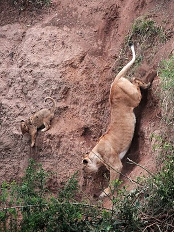 驚險一瞬間！母獅冒生命危險　跳下懸崖拯救受困小幼獅