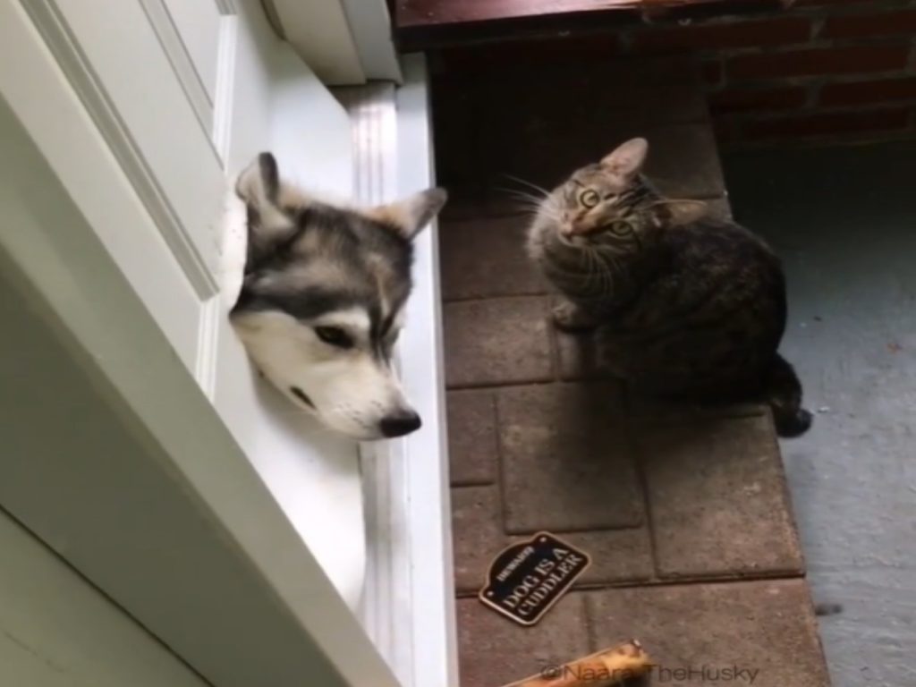 貓咪：馬麻你看這浩呆又把自己的頭卡在我的門啦！（圖／翻攝自IG@naara.thehusky）