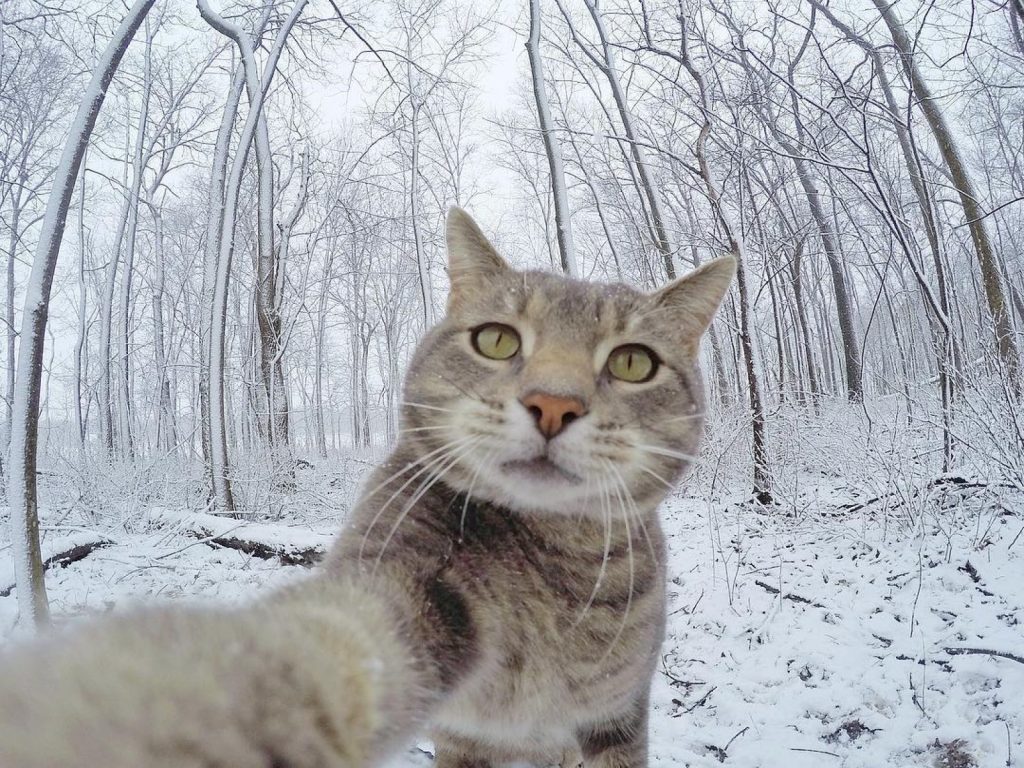 虎斑貓曼尼擅長看鏡頭自拍（圖／IG@yoremahm）