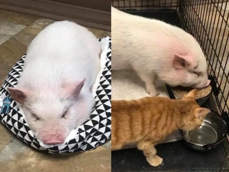 寵物豬與橘貓組成吃貨好朋友（圖／FB@Here Kitty Kitty Rescue）