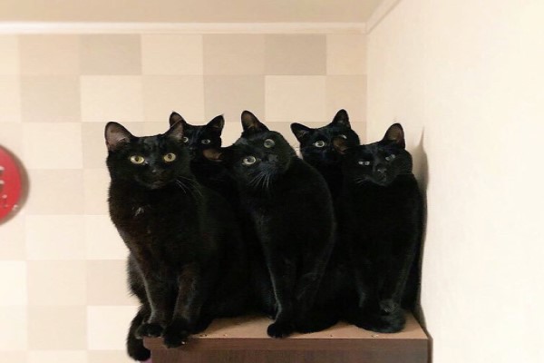 這不是複製貼上！5隻黑貓愛搞小團體　攔路搶罐搶魚乾