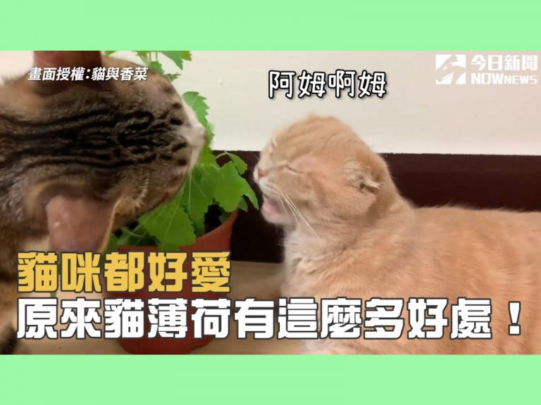 貓薄荷，又稱貓穗草、荊芥或貓咪大麻，不過並不是所有貓咪都喜歡，因為遺傳基因的關係，有約1/3的貓咪對貓薄荷沒有任何反應。 (圖/Youtube@貓與香菜) 